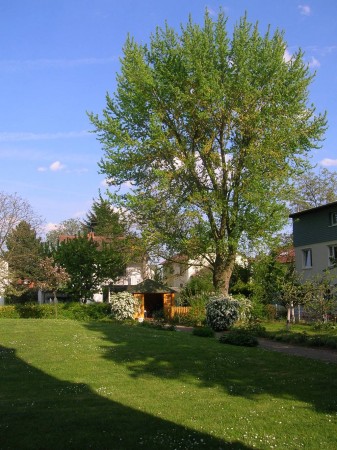 Diakonissenhaus Bethlehem, Karlsruhe  -- Garten im Frhsommer

Klicken fr das nchste Bild